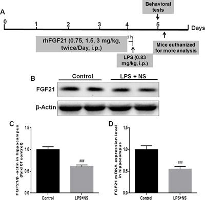 FGF21 Attenuated LPS-Induced Depressive-Like Behavior via Inhibiting the <mark class="highlighted">Inflammatory Pathway</mark>